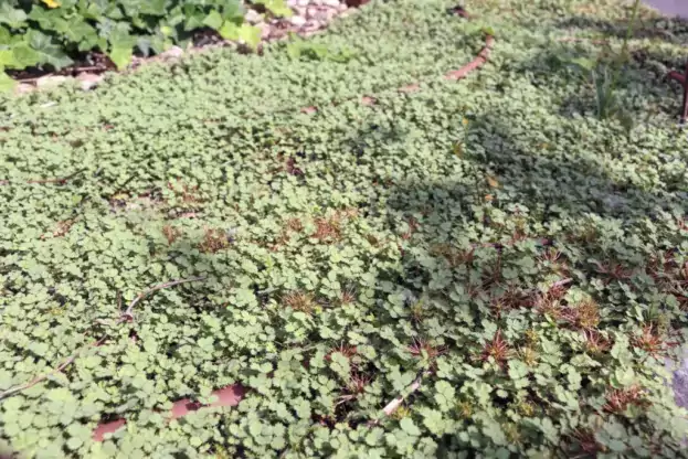Acaena buchananii, Stachelnüsschen