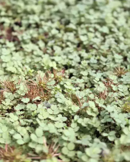 Acaena buchananii, Stachelnüsschen