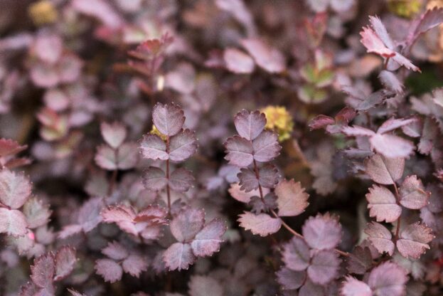 Acaena inermis 'Purpurea', Purpur-Stachelnüsschen