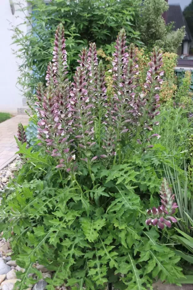 Acanthus hungaricus, Balkan-Bärenklaue
