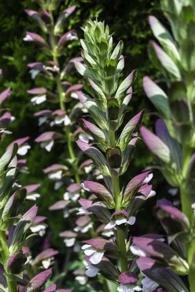 Acanthus mollis, Weiche Bärenklaue