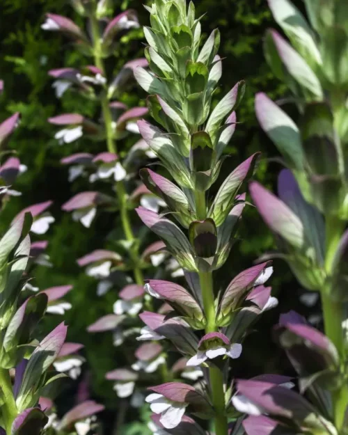 Acanthus mollis, Weiche Bärenklaue