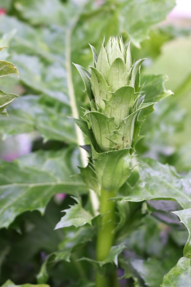 Acanthus mollis, Weiche Bärenklaue