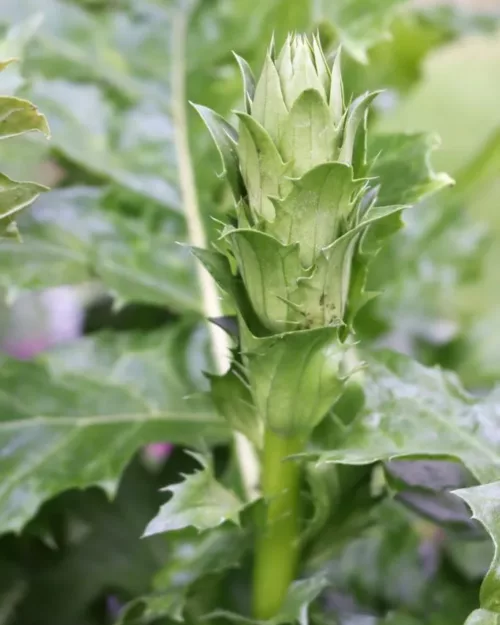 Acanthus mollis, Weiche Bärenklaue