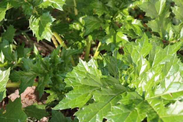 Acanthus mollis, Weiche Bärenklaue