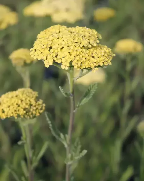 Achillea 'Credo', Hohe Gartengarbe