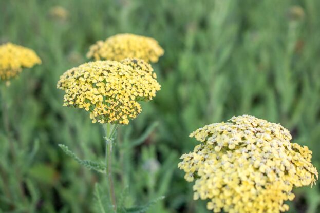 Achillea 'Credo', Schafgarbe