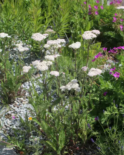 Achillea millefolium 'Heinrich Vogeler'
