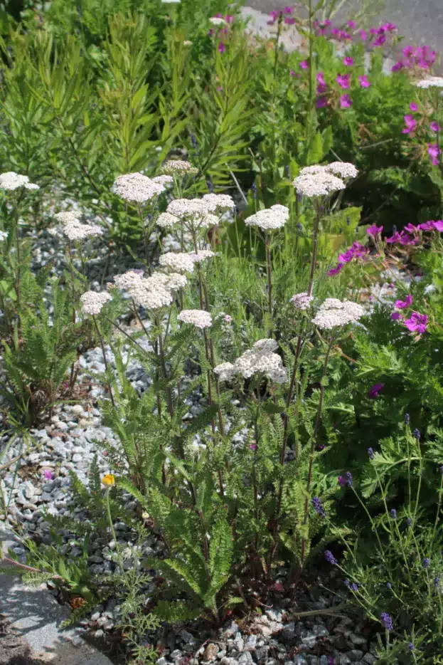 Achillea millefolium 'Heinrich Vogeler'