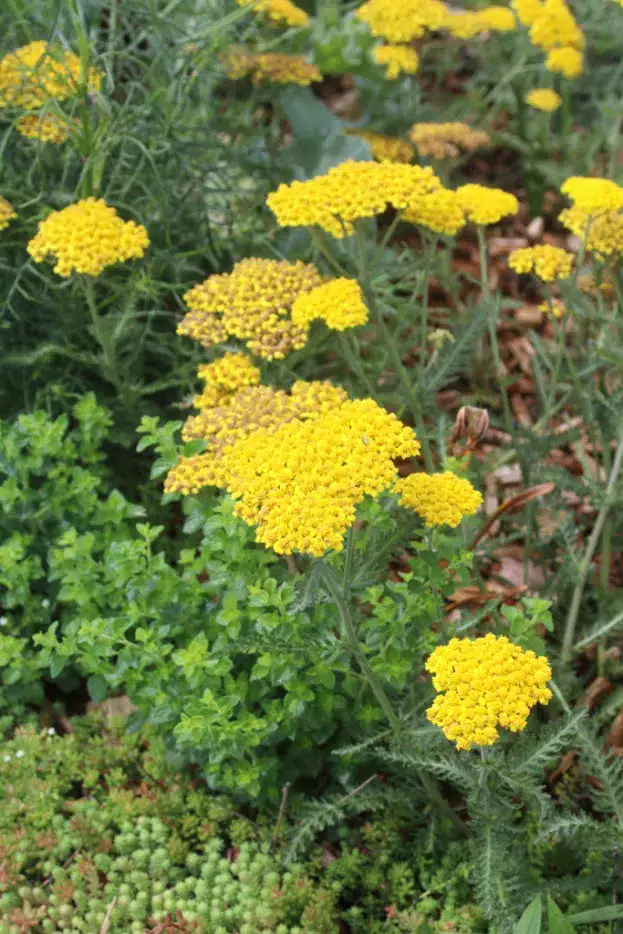 Achillea clypeolatga - Goldquirl-Garbe 'Little Moonshine'