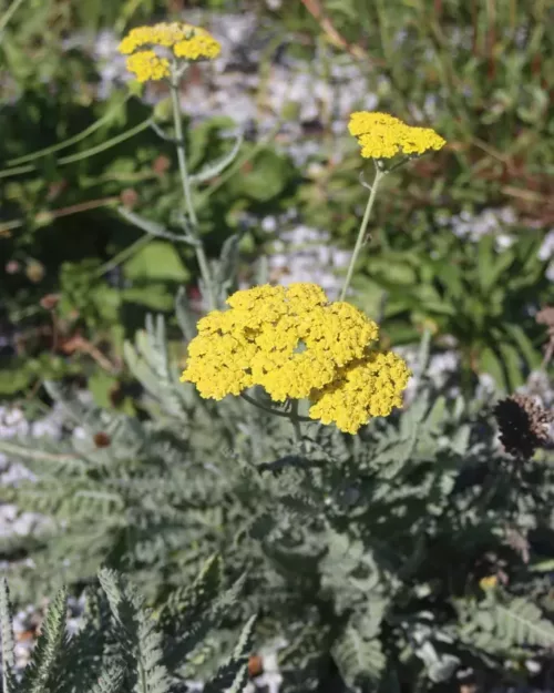 Achillea 'Moonshine', Schafgarbe