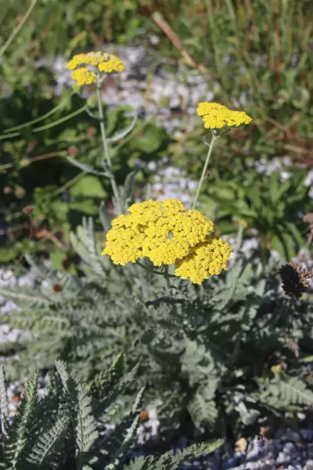 Achillea 'Moonshine', Schafgarbe