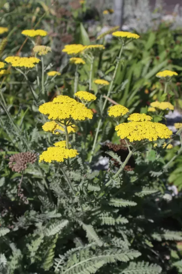 Achillea 'Moonshine', Schafgarbe