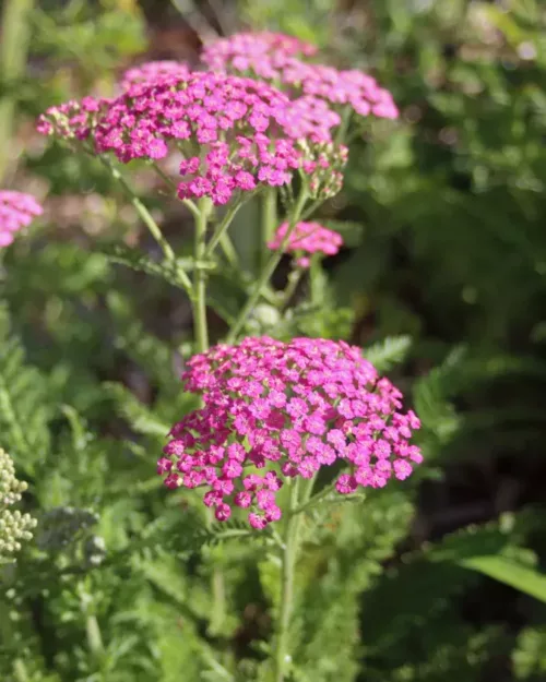 Achillea 'Pink Grapefruit' - Garten-Schafgarbe