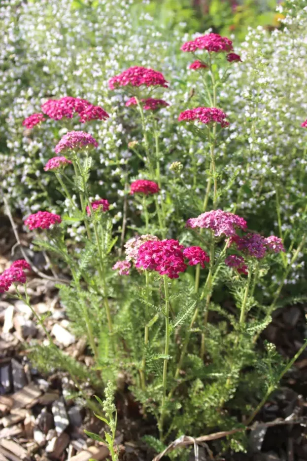 Achillea 'Pink Grapefruit' - Garten-Schafgarbe