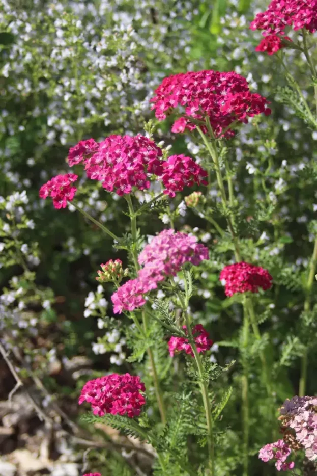 Achillea 'Pink Grapefruit' - Garten-Schafgarbe