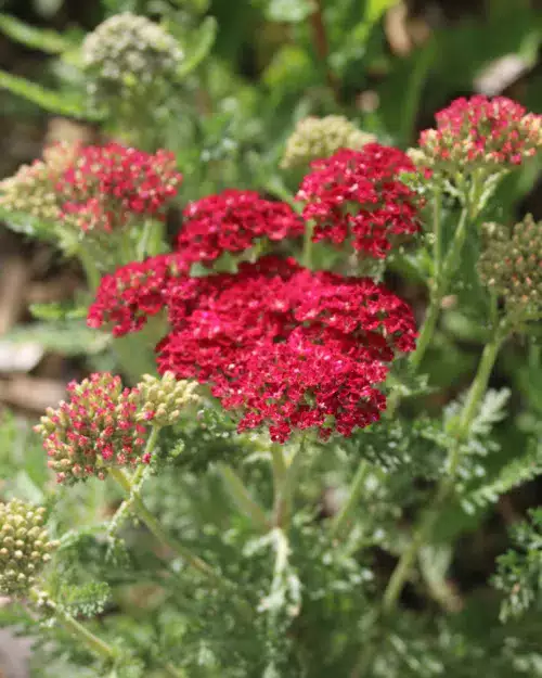 Achillea 'Red Velvet' Garten-Schafgarbe