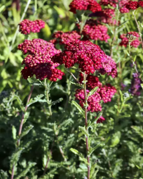 Achillea 'Red Velvet' Garten-Schafgarbe