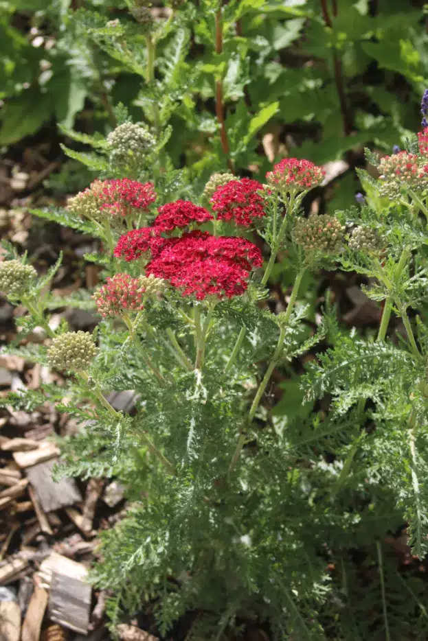 Achillea 'Red Velvet' Garten-Schafgarbe