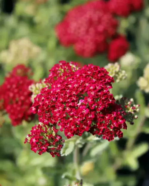 Achillea 'Red Velvet' Garten-Schafgarbe