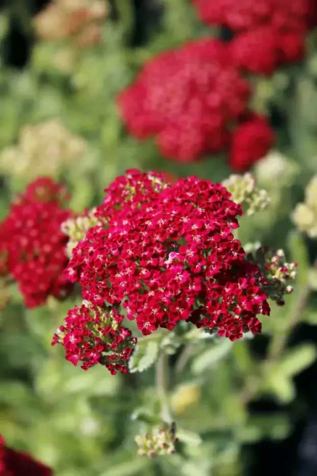 Achillea 'Red Velvet' Garten-Schafgarbe