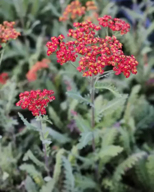 Achillea 'Walter Funcke', Garten-Schafgarbe