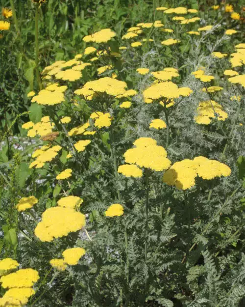 Achillea 'Moonshine', Schafgarbe