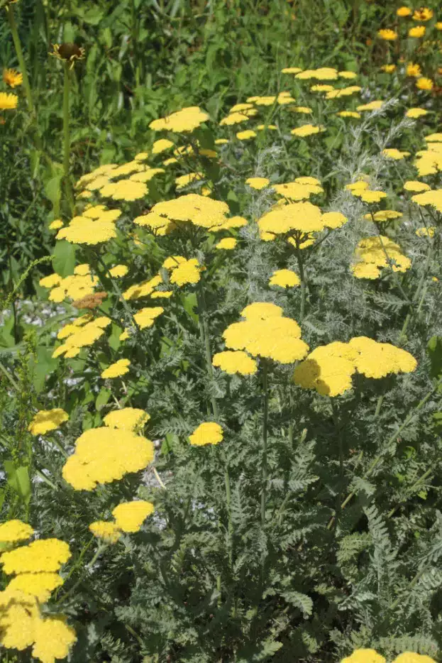Achillea 'Moonshine', Schafgarbe