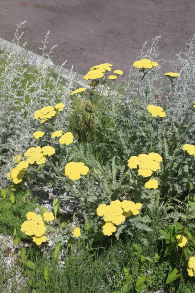 Achillea 'Moonshine', Schafgarbe