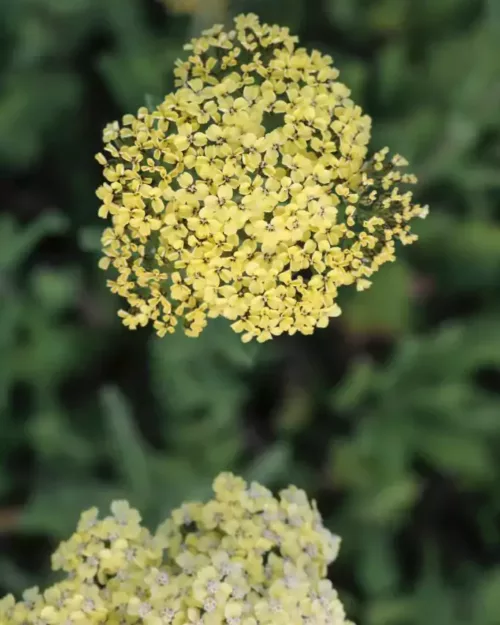 Achillea 'Credo', Hohe Gartengarbe