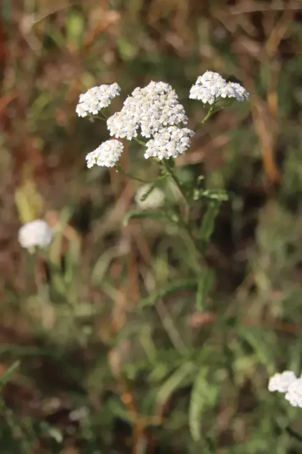 Achillea millefolium 'Heinrich Vogeler'