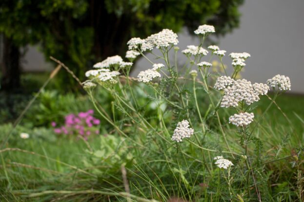 Achillea millefolium, Echte Schafgarbe