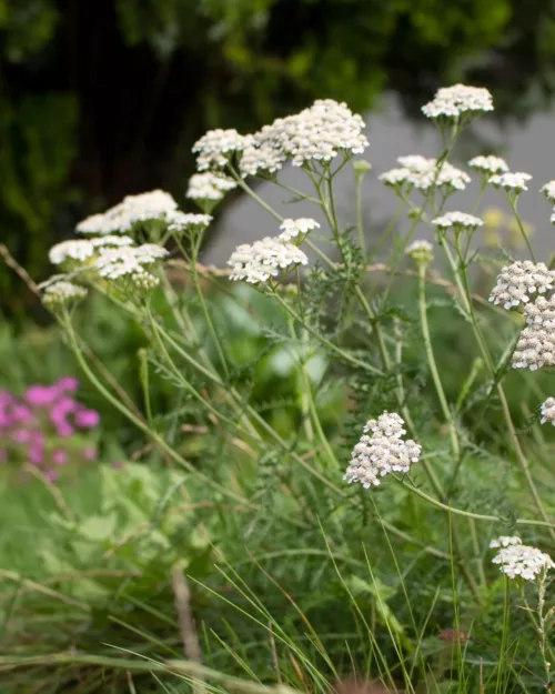 Achillea millefolium, Echte Schafgarbe