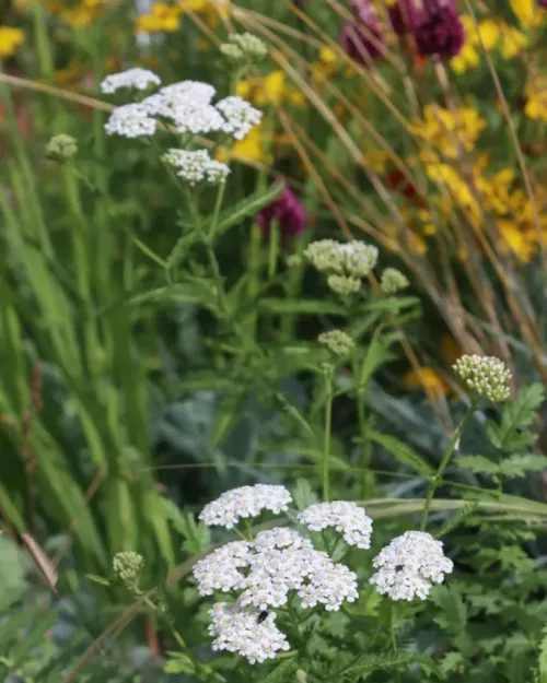 Achillea millefolium, Schafgarbe