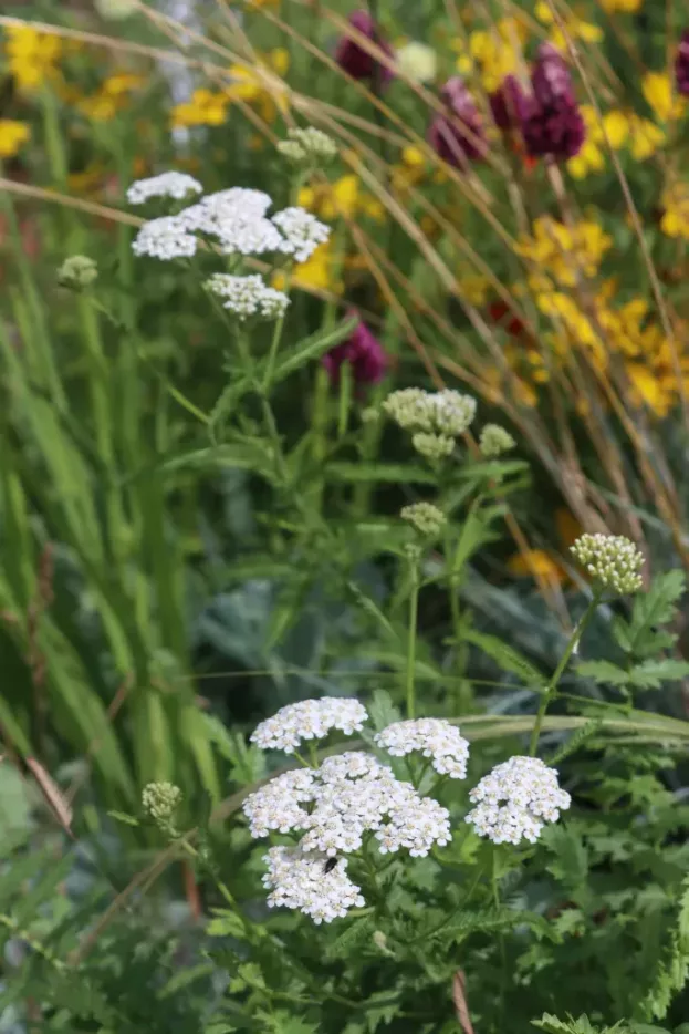 Achillea millefolium, Schafgarbe