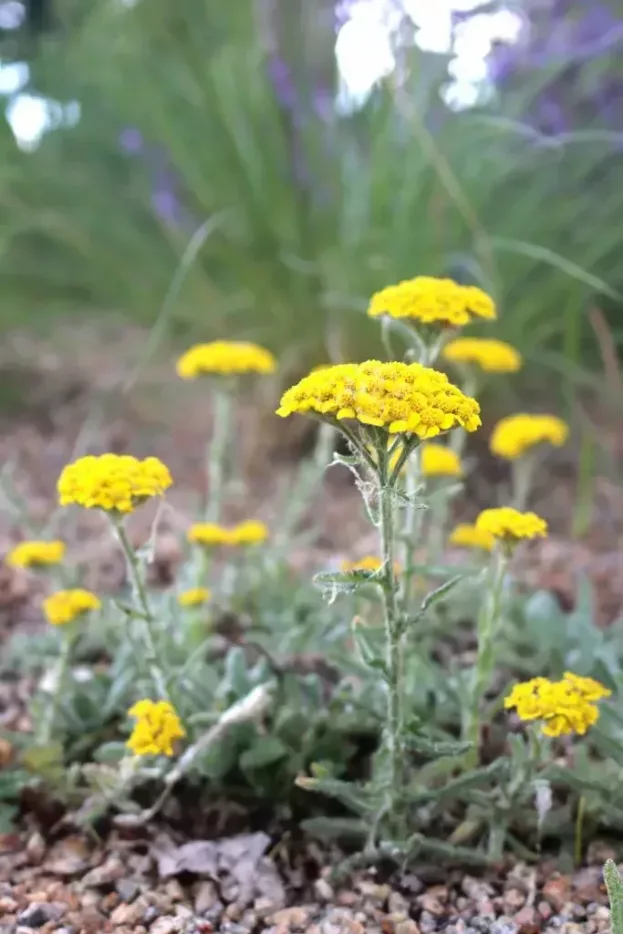 Achillea tomentosa, Filzige Teppich-Garbe