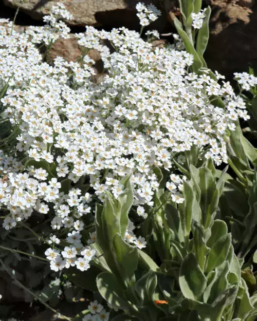 Achillea umbellata - Griechische Silber-Garbe