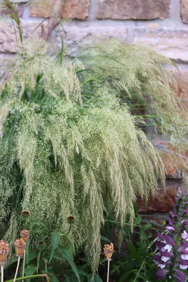 Achnatherum calamagrostis, Silberährengras