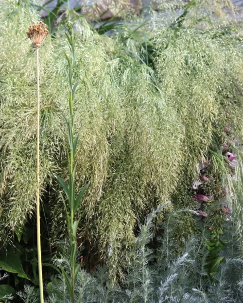 Achnatherum calamagrostis, Silberährengras