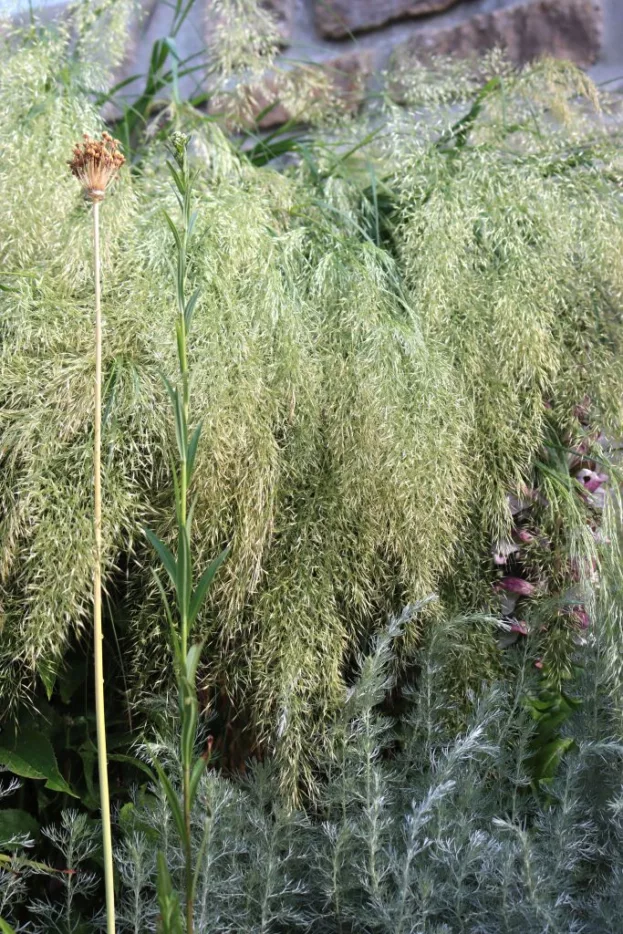Achnatherum calamagrostis, Silberährengras