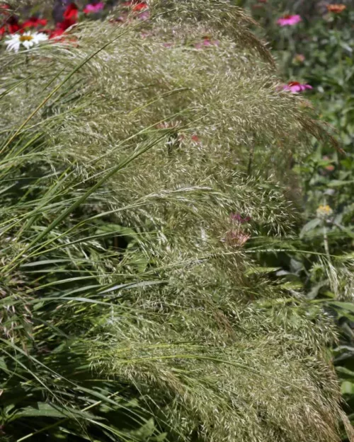 Achnatherum calamagrostis, Silberährengras