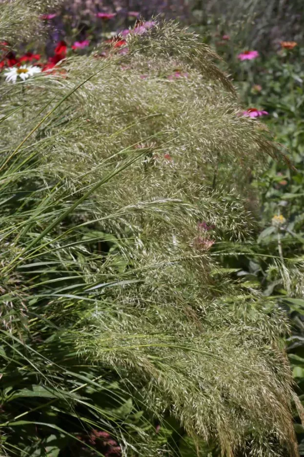 Achnatherum calamagrostis, Silberährengras