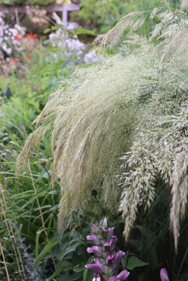 Achnatherum calamagrostis, Silberährengras