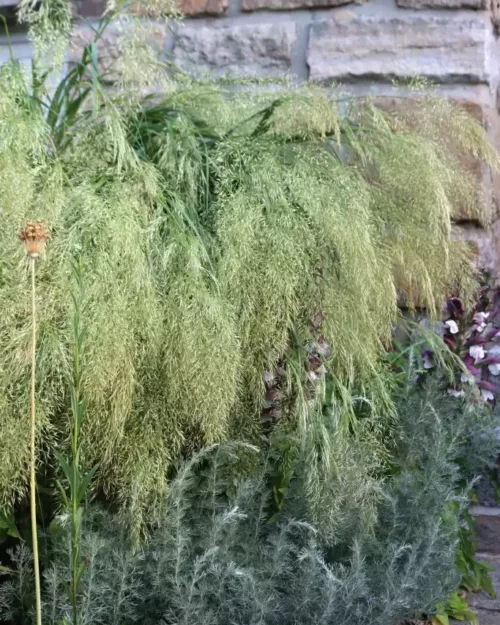 Achnatherum calamagrostis, Silberährengras