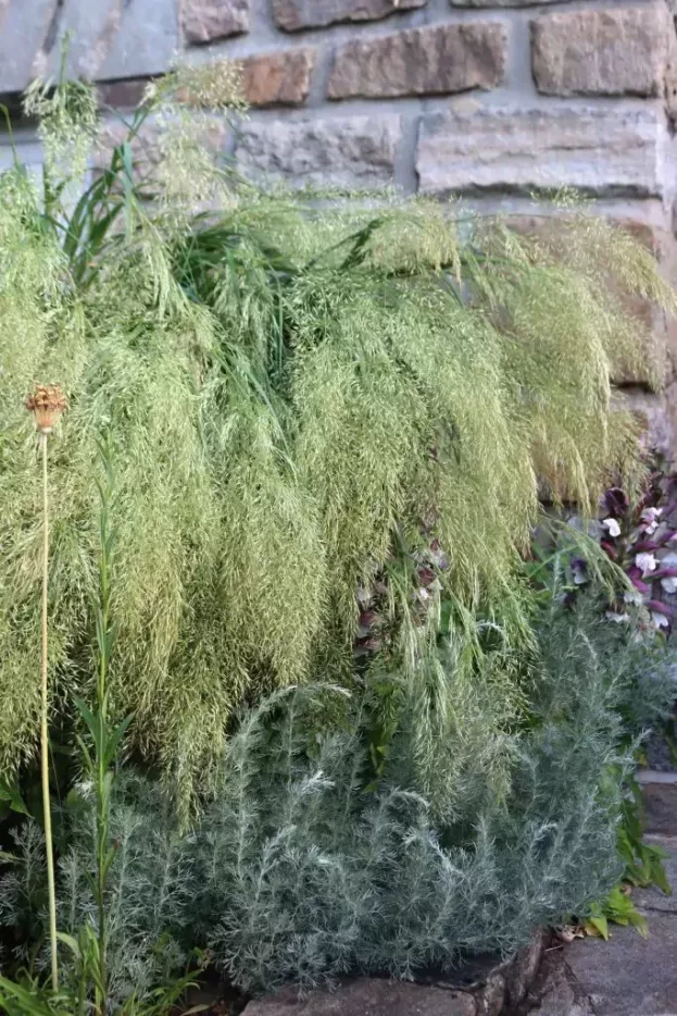 Achnatherum calamagrostis, Silberährengras