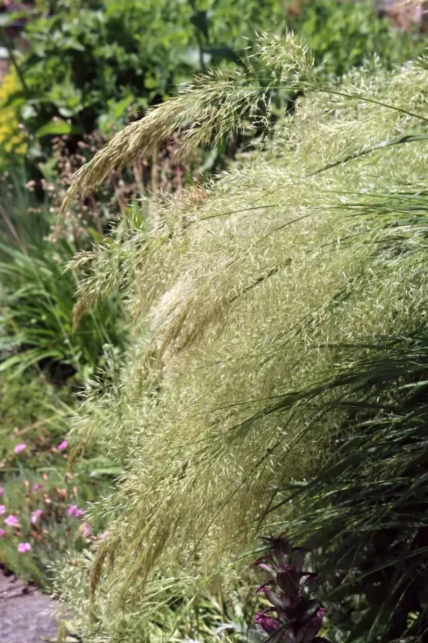 Achnatherum calamagrostis, Silberährengras