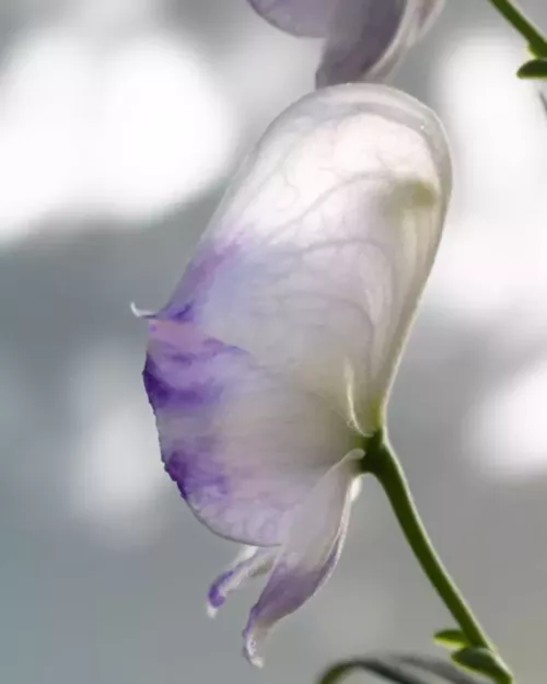 Aconitum x cammarum 'Bicolor' - Weiß-Blauer Eisenhut