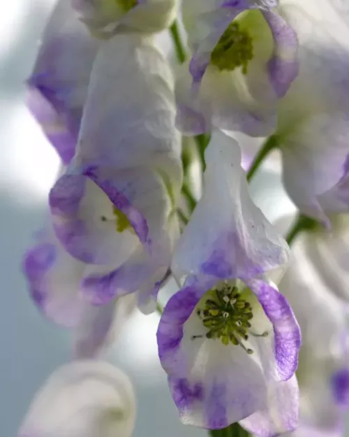 Aconitum x cammarum 'Bicolor' - Weiß-Blauer Eisenhut