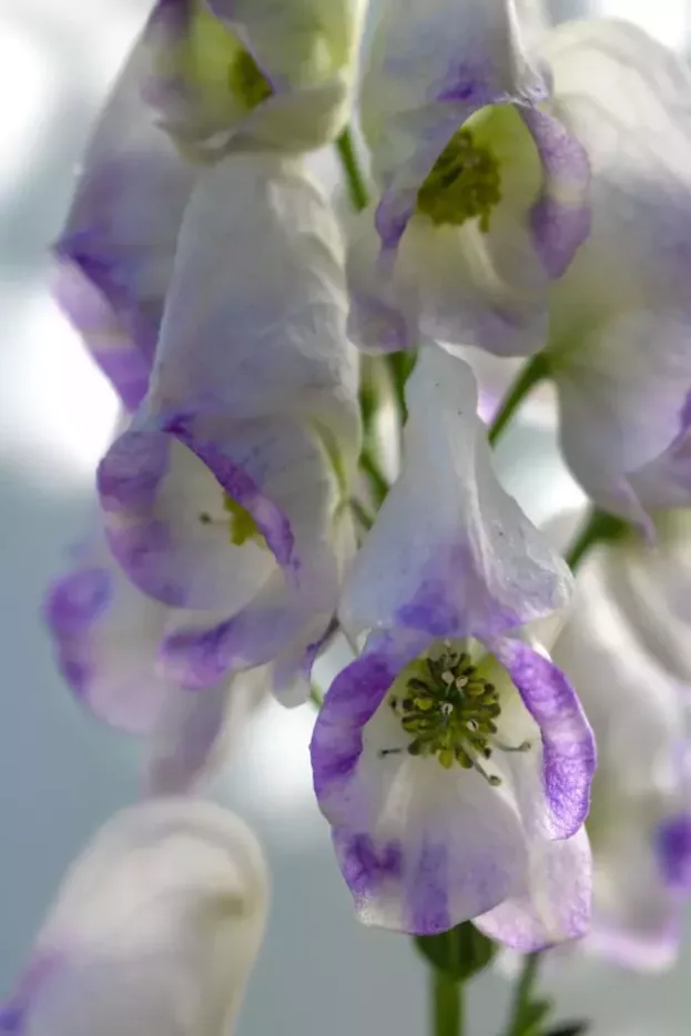 Aconitum x cammarum 'Bicolor' - Weiß-Blauer Eisenhut