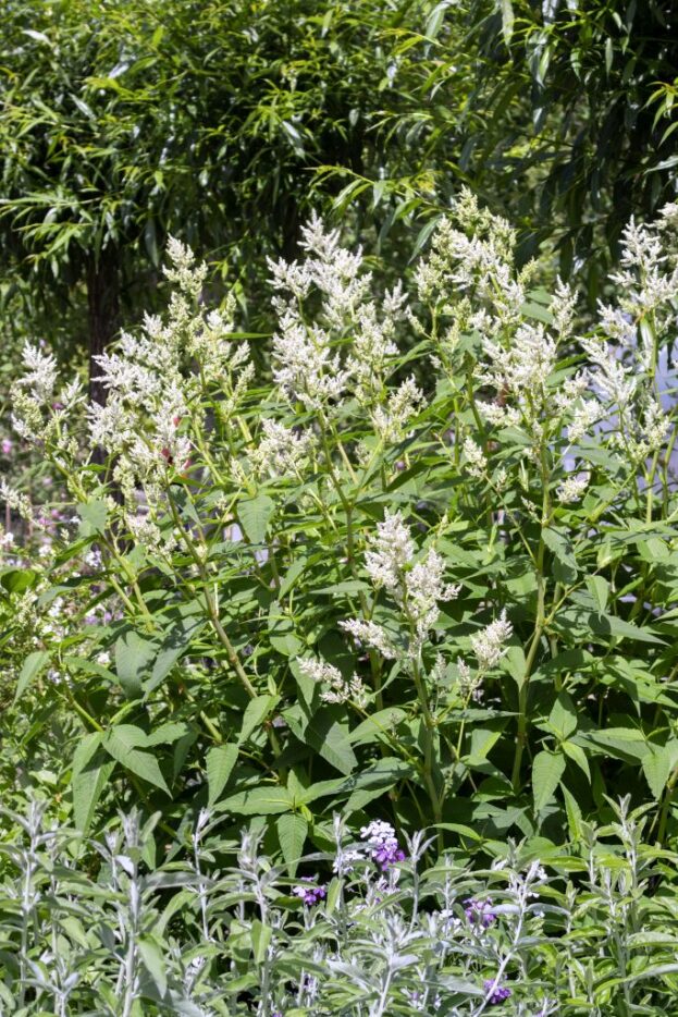 Aconogonon 'Johanniswolke', Bergknöterich